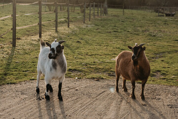 Obraz premium curious goats at sunset in their field, south of France