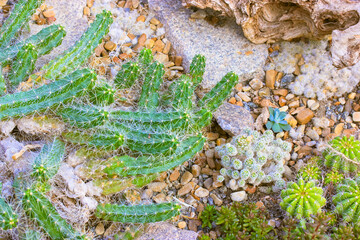 Cinematic composition of succulents, cacti, stones and snags, top view, flatly.