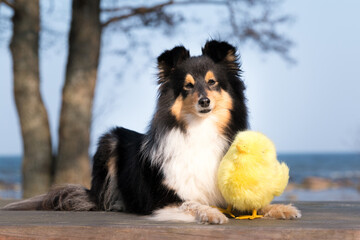 Stunning nice fluffy sable white shetland sheepdog, sheltie outside portrait on a sunny Happy...