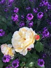 Yellow in the purple