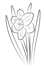 The daffodil flower. Graphic drawing of a flower. Spring flowers drawn by hand. 