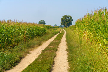 Fototapeta na wymiar Path in the country near Bereguardo, Pavia, Italy, at September