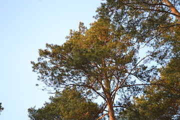 trees in the park