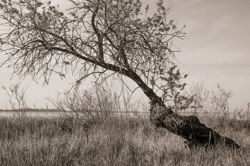 Old tilted dry tree by the lake