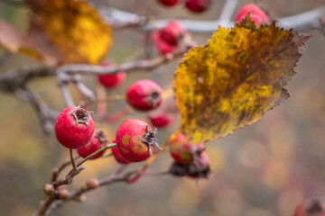 Ripe hawthorn on a branch of a bush. Late autumn, yellow foliage.