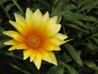 Gazania linearis,Gazania linearis yellow flower
