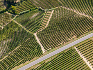 drone aerial shot over barolo vineyard (vines fields) in italy, unesco site. fields with grape varieties used to produce barolo italian wine, made from the nebbiolo grape.