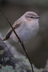 Chiffchaff, Siberian subspecies, (Phylloscopus collybita tristis), Stithians Reservoir, Cornwall, UK.