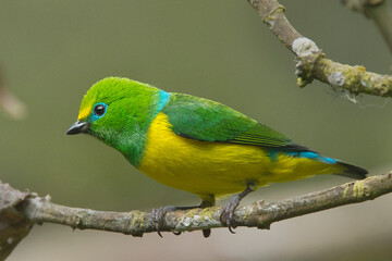 Blue-naped Chlorophonia, (Chlorophonia cyanea), perched, Santa Marta, Colombia.