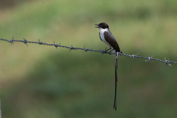 Fork-tailed Flycatcher, (Tyrannus savana), perched in a wire fence, Magdalena Valley, Colombia.