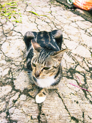 a gray cat who is sitting quietly and looking to the left