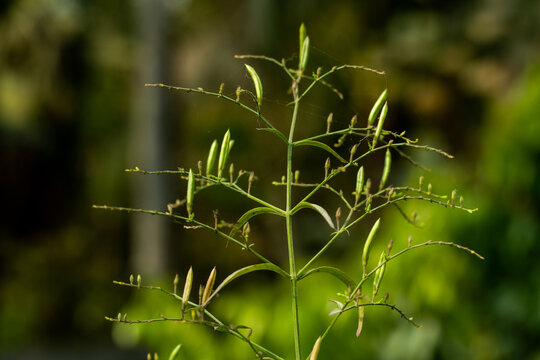 Tulsi or holy basil flowering plant of the mint family of Lamiaceae