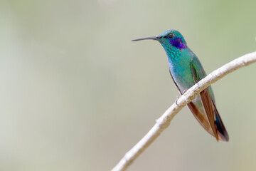 Fototapeta premium Green Violetear (Colibri thallasinus), perched, Santa Marta, Colombia.