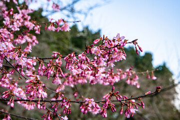 林業試験場樹木公園のオカメザクラ