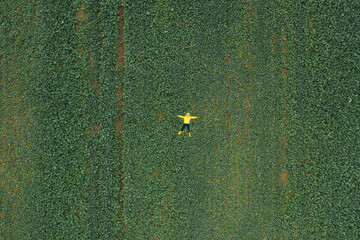 Aerial view of cabbage rows field in agricultural landscape. Cabbage field and girl in yellow jacket .