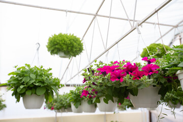 Beautiful flower arrangement in modern smart greenhouse, plants care and design