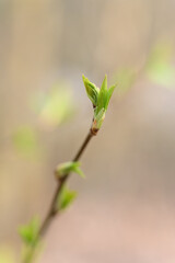 Stem buds in spring, blurred background.