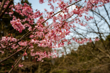 林業試験場樹木公園の寒緋桜