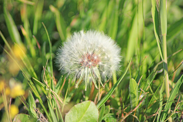 Close-up of a dandelion in a meadow
