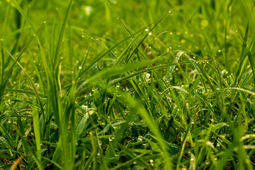 The morning dew drops on the thin young green leaves of paddy