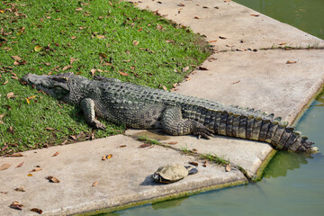 The thai crocodile rest on the garden