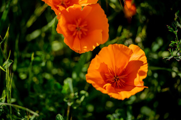 Fototapeta premium Spring wildflowers