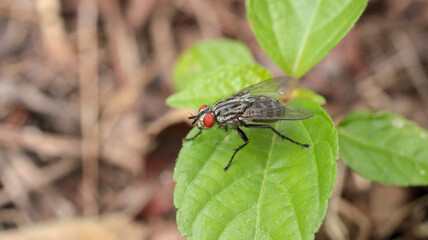 Natural Tachina fera fly macro photo