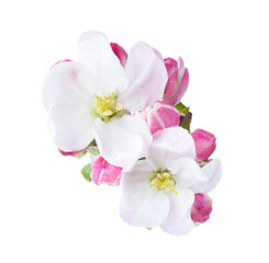 Two flowers of Apple blossoms with buds isolated on white background. Close-up