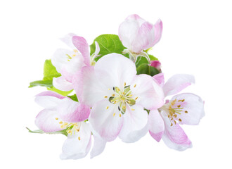 Closeup of branch with Apple blossoms isolated on white background