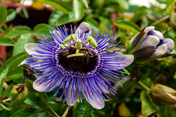 Purple passionflower flower with bright blue petals and green pistils against a background of green leaves, looks like a plant from another planet, fantastic view