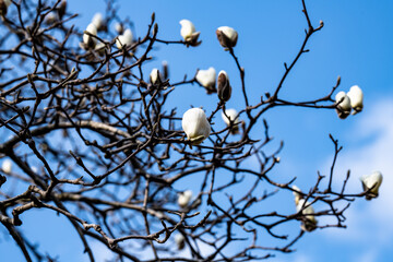 林業試験場樹木公園のハクモクレンの開花