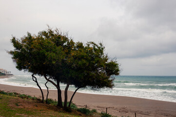 A green tree with yellow flowers grows on a sandy seashore during inclement weather with dense clouds, wind and waves