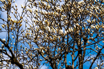 林業試験場樹木公園のハクモクレンの開花