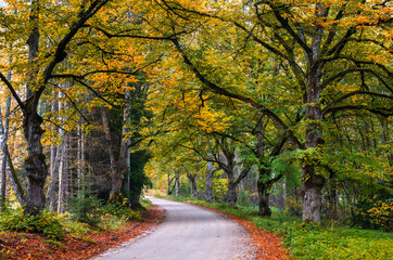 Countryside gravel road among autumnal forest
