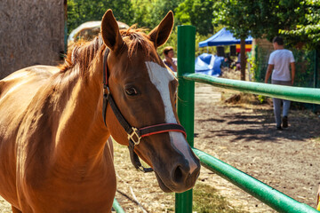 Brown horse stands next to the fence