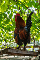 handsome rooster on the roof of the barn
