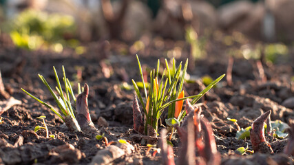 the first spring garden flowers crocuses yellow nature