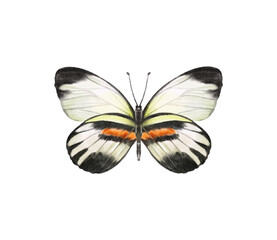 Watercolor colorful butterflies, isolated on white background. blue, yellow, pink and red butterfly spring illustration