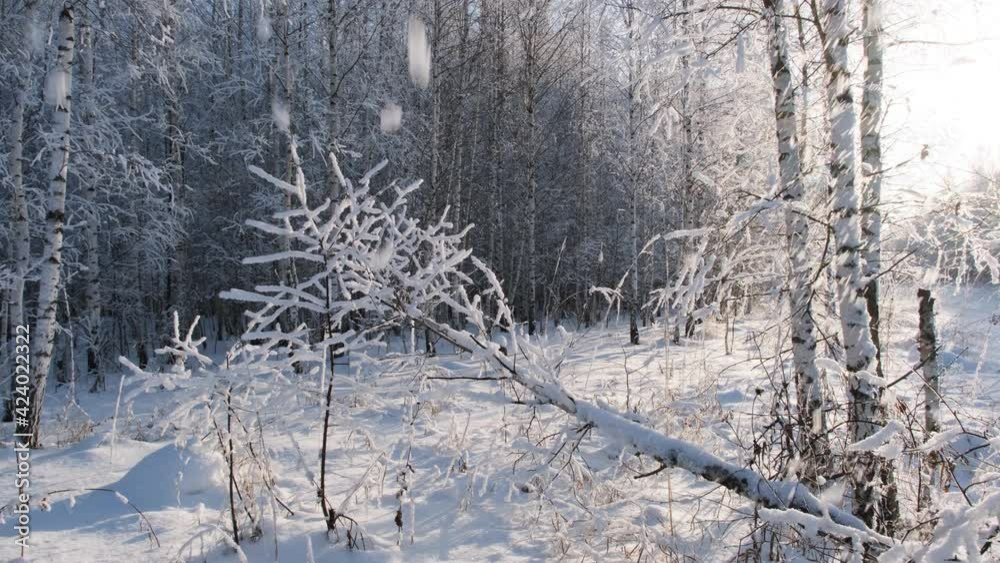 Wall mural Winter forest. Snow covers black birch branches