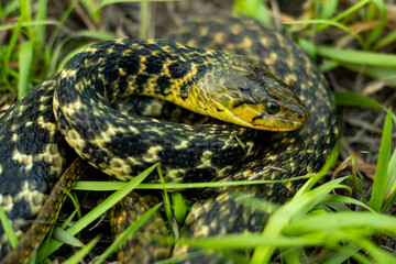 The buff striped keelback or Amphiesma stolatum snake sitting on garss