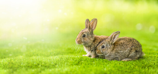 Rabbits. Cute little Easter bunny in the meadow. Green grass under the sunbeams. two rabbits on a green grass in idyllic springtime landscape . Wide banner
