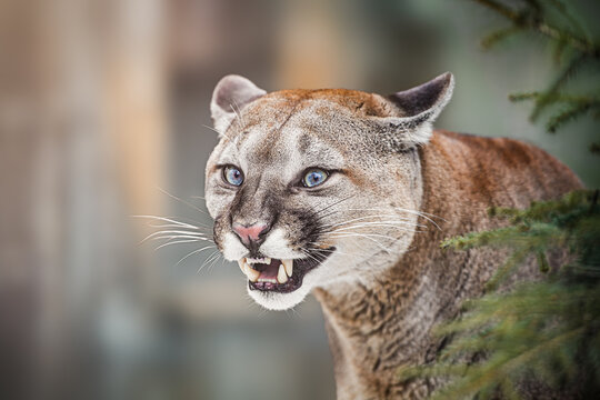 The cougar or mountain lion (Puma concolor) portret. Angry emotions