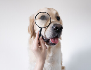 Golden Retriever looks through a magnifying glass. The dog reaches out for knowledge