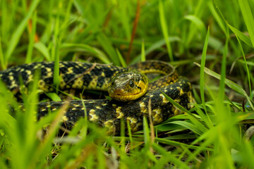 The buff striped keelback sitting rounded in the green grass hunting food