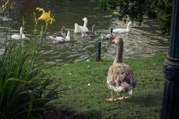 Duck looking at this family members taking a bath in the river