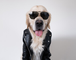 A dog in a leather jacket and sunglasses obediently sits with his tongue out. Golden retriever biker. Announcements about clothing for pets, entertainment center or veterinary clinic.