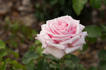 Perfect Rose in a rose's park of buenos aires Argentina