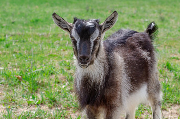 Some goats are eating green grass in the countryside. Spring day, fresh herbs and foliage in the village. 