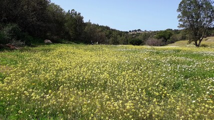 Morocco meadow with flowers