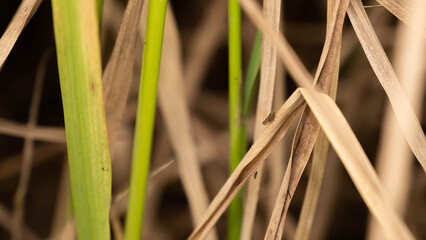 BPH destroys the rice in the field.